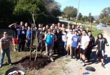 Historic Tree Clones Planted on UCSB Campus