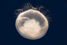 Much Ado About Jellyfish