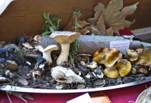 Stephan Bedford on The Fungus Among Us