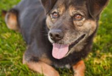 Adoptable Pet of the Week