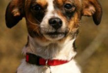 Adoptable Pet of the Week