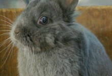 Adoptable Pet of the Week