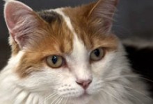 Adoptable Pet of the Week