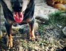 The Dogs of Rincon