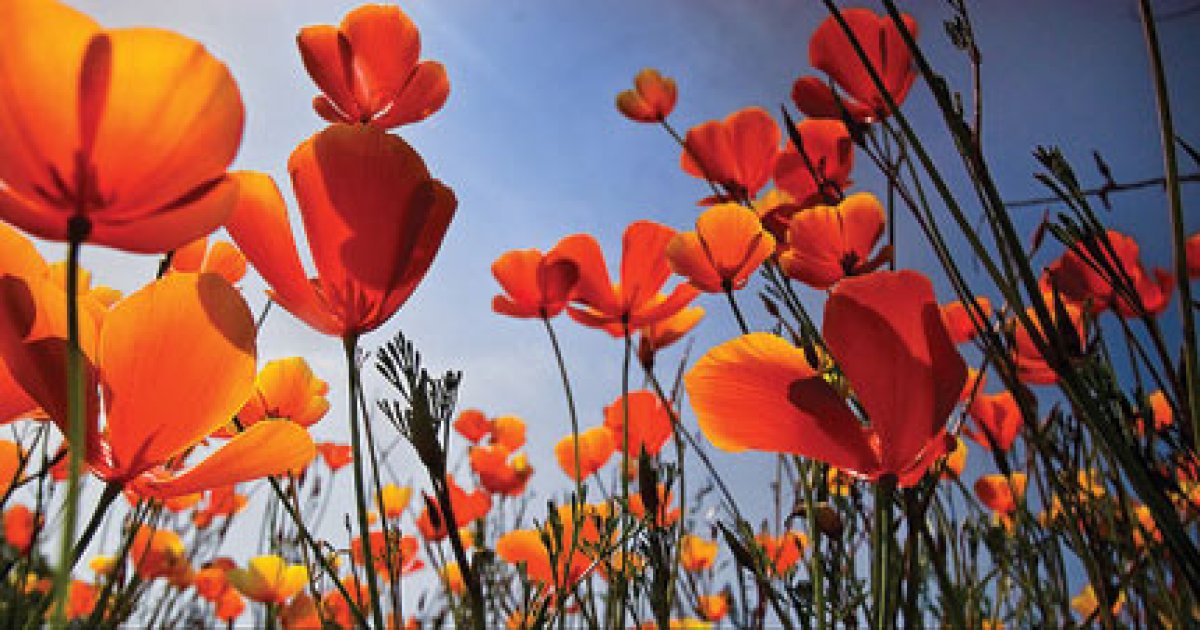 Where to Catch the Best Wildflowers The Santa Barbara Independent