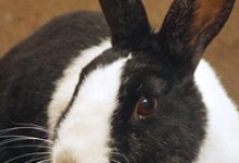 Adoptable Pet of the Week