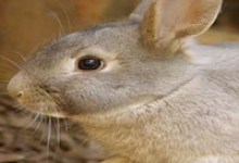 The New Black Is a Cat