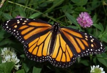 Colorful Wings