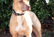 Wee Doggies Need Homes