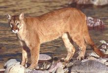 Paws Sawed Off Dead Mountain Lion