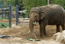 Pachyderms Plan Zoo Brew