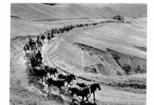 Cowboys Will Wear Pink