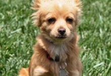 Adoptable Pets of the Week