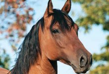 Helping with Horses