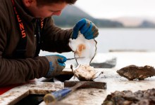 Every Bivalve Has Its Day