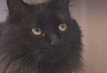 Adoptable Pet of the Week