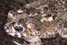 Arroyo Toad No Longer Endangered?