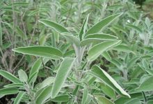 Sage Plantings