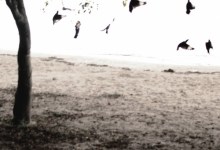 The Tallest Man on Earth