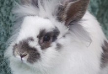 Adoptable Pet of the Week