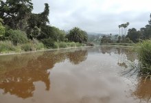 Finally a Fix For the Stinky Bird Refuge?