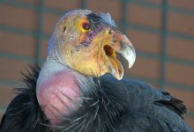 Lead Kills Condors