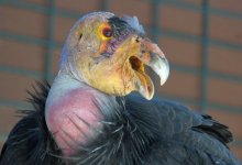 Public Reminded Condor Sanctuary Remains Off Limits