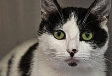 Adoptable Pet of the Week