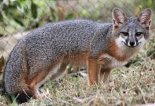 Foxes, Doggies, and Horses