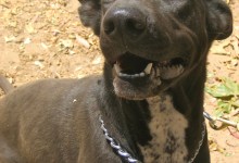 Adoptable Pet of the Week