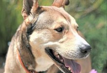 Adoptable Pet of the Week