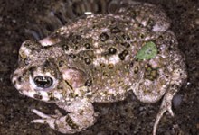 Presence of Endangered Amphibians Prompts Major Road Closure