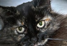 Adoptable Pet of the Week