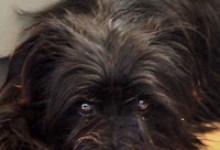 Adoptable Pet of the Week