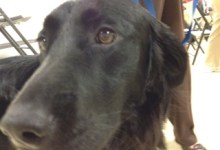 Canine Consoler Warms the Hearts of Victims