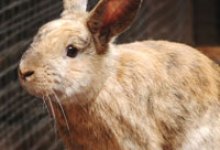 Adoptable Pet of the Week