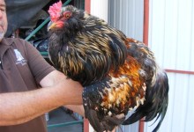 Impounded Roosters to Be Relocated