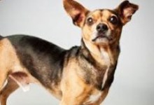 Adoptable Pet of the Week