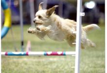 4th Annual K-9 PALS Dog Festival