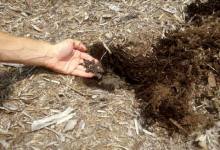 Sheet Mulching