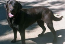 Adoptable Pet of the Week