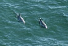 Staring Down a Sound Gun