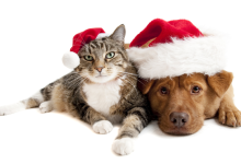 Community Support for Local Animal Rescue Shelters