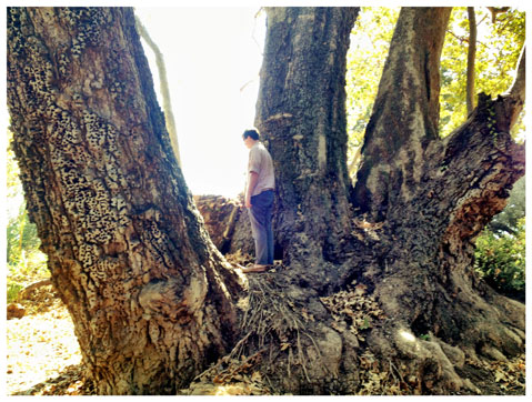 Sycamore Tree Growth Chart