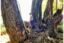 Sister Witness Tree, Queen of Sycamores