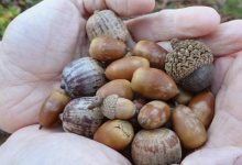 The Mighty Acorn