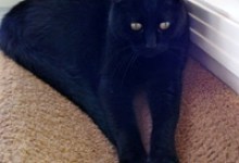 Adoptable Pet of the Week