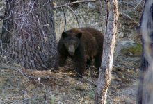 Trail Closed After Black Bear Attack