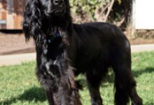 Adoptable Pet of the Week