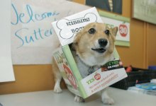 Prop. 30 Campaign Goes to the Dogs